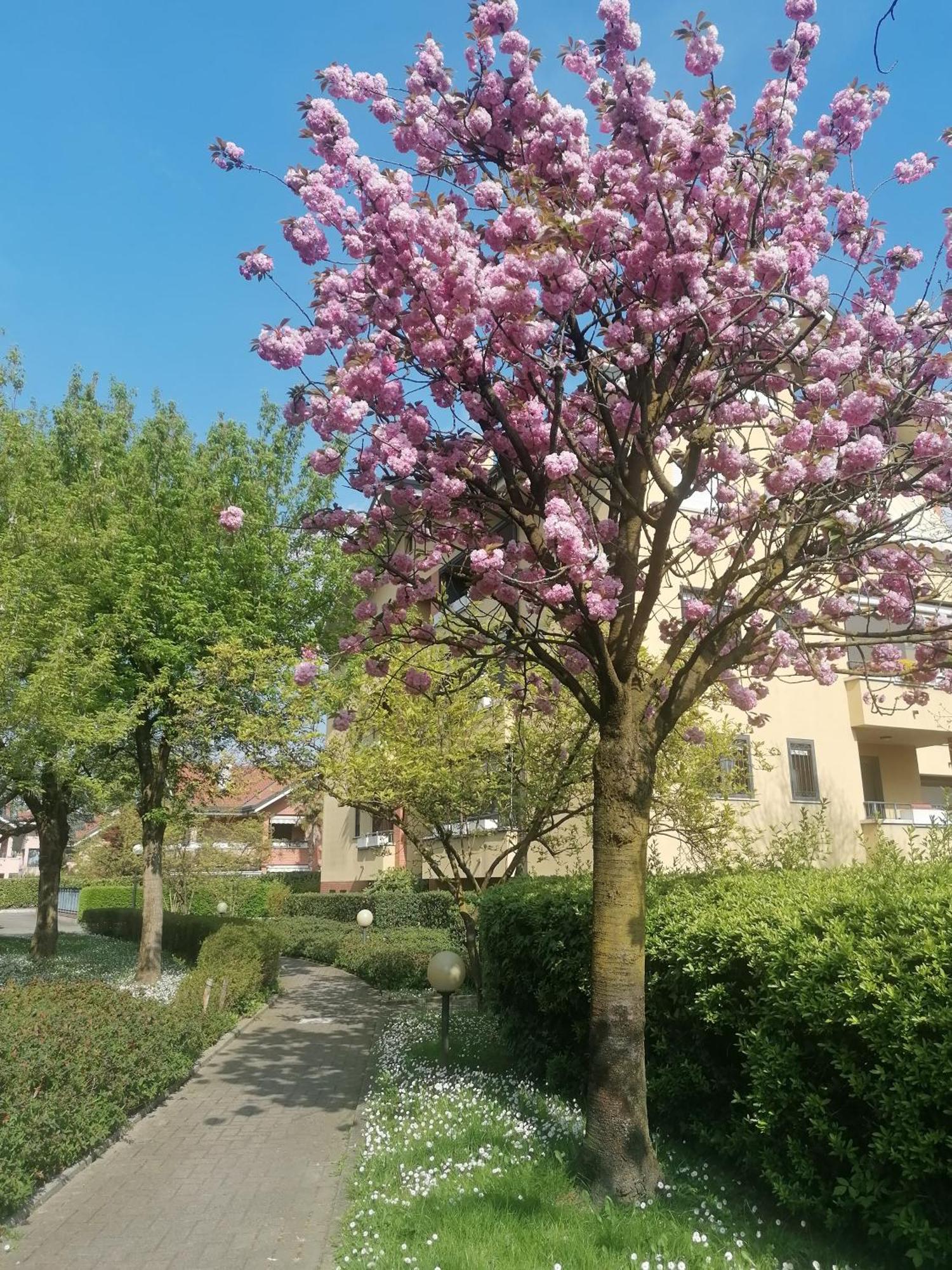 La Casa Blu- Forum Di Assago, Ospedale Humanitas, Milanofiori, Ieo * Rozzano